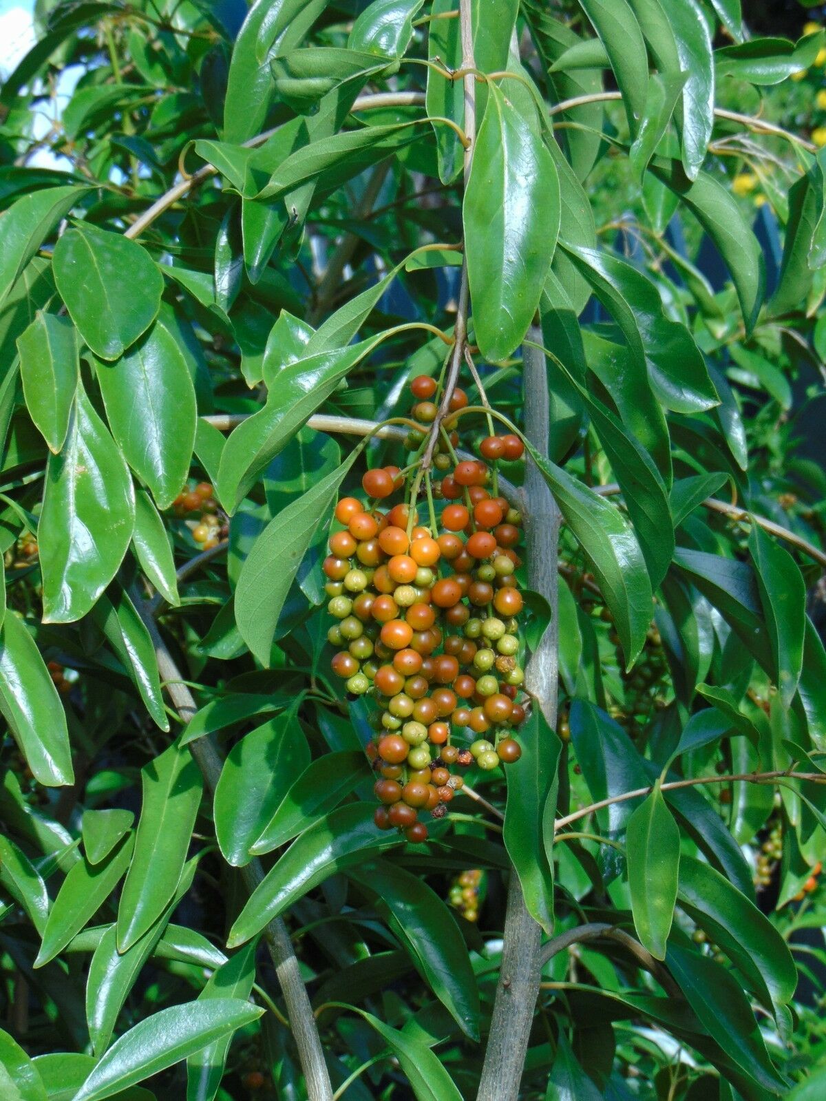 Florida Fiddlewood Citharexylum fruticosum 20 Seeds  USA Company
