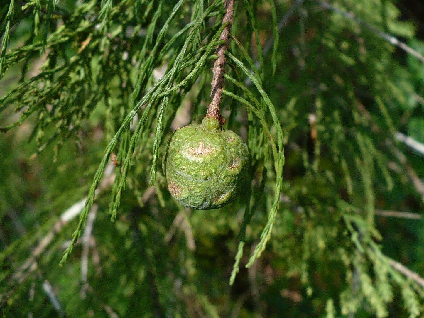 Pond Cypress Taxodium ascendens 10 Seeds  USA Company