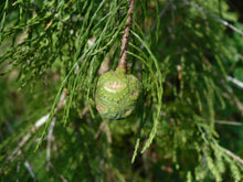 Load image into Gallery viewer, Pond Cypress Taxodium ascendens 10 Seeds