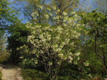 Load image into Gallery viewer, Fringe Tree Chionanthus virginicus 20 Seeds