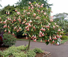 Load image into Gallery viewer, Pink Angel&#39;s Trumpet  Brugmansia suaveolens  5 Seeds