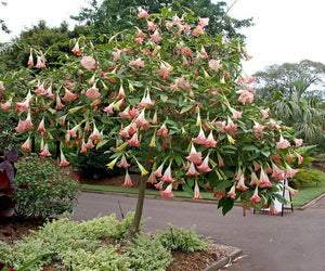 Pink Angel's Trumpet  Brugmansia suaveolens  5 Seeds