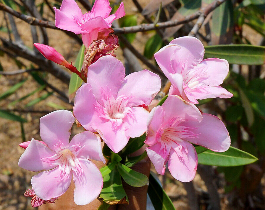 Light Pink Oleander Nerium oleander 20 Seeds
