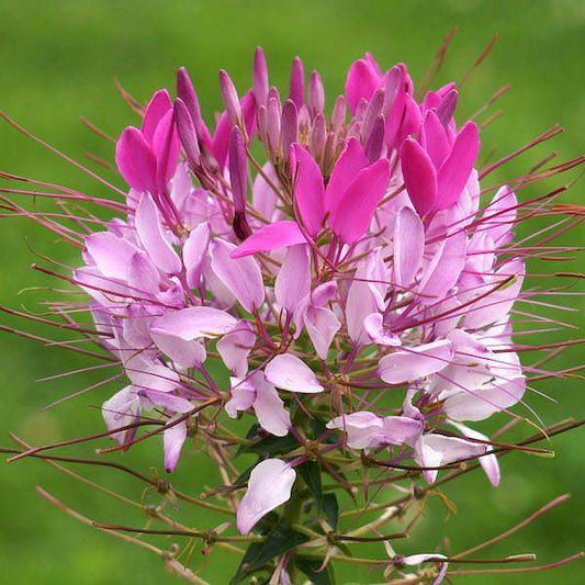 Spider Flower Cleome hassleriana 100 Seeds