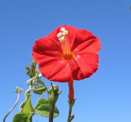 Scarlet Morning Glory Ipomoea hederifolia 20 Seeds