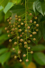 Load image into Gallery viewer, Bishopwood Bischofia javanica 20 Seeds