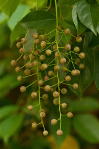 Bishopwood Bischofia javanica 20 Seeds