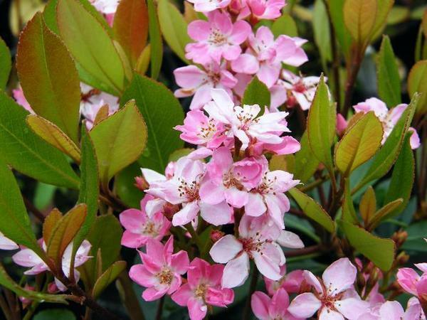 Indian Hawthorn Rhaphiolepis indica 20 Seeds  USA Company