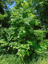 Load image into Gallery viewer, Green Ash Tree Fraxinus pennsylvanica 20 Seeds