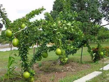 Load image into Gallery viewer, Calabash Tree Crescentia cujete 20 Seeds