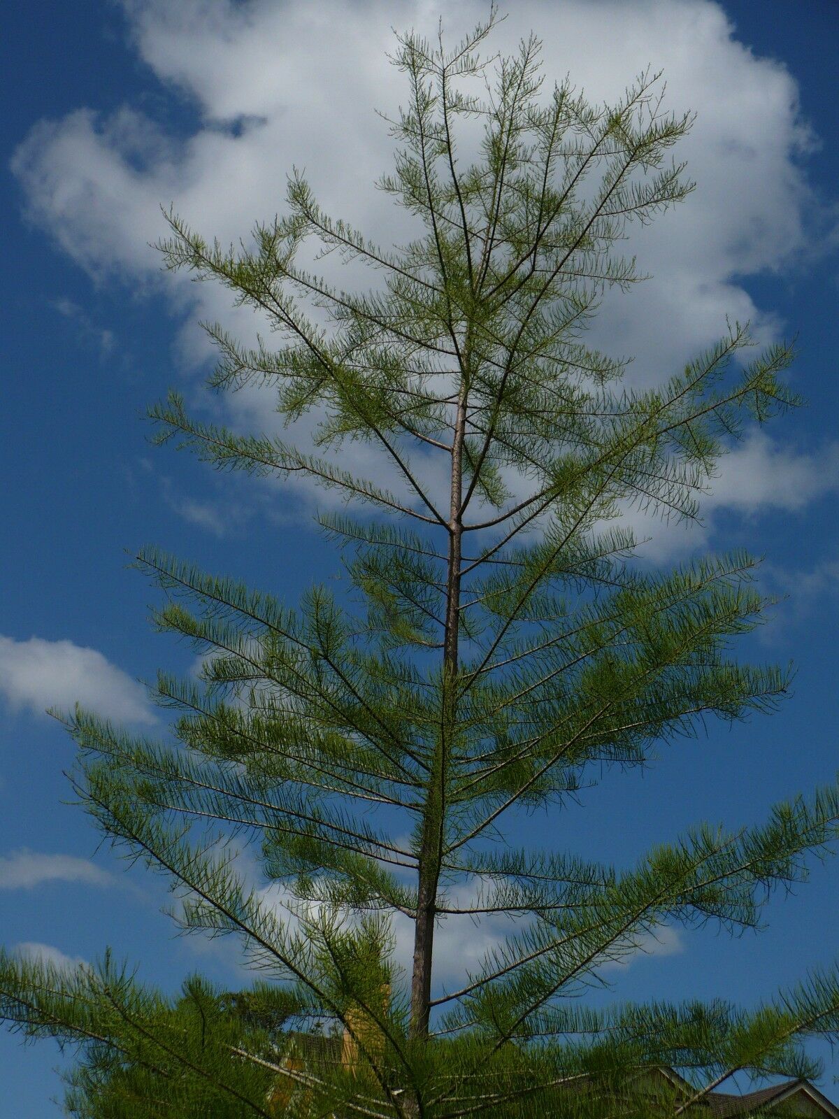 Pond Cypress Taxodium ascendens 10 Seeds  USA Company