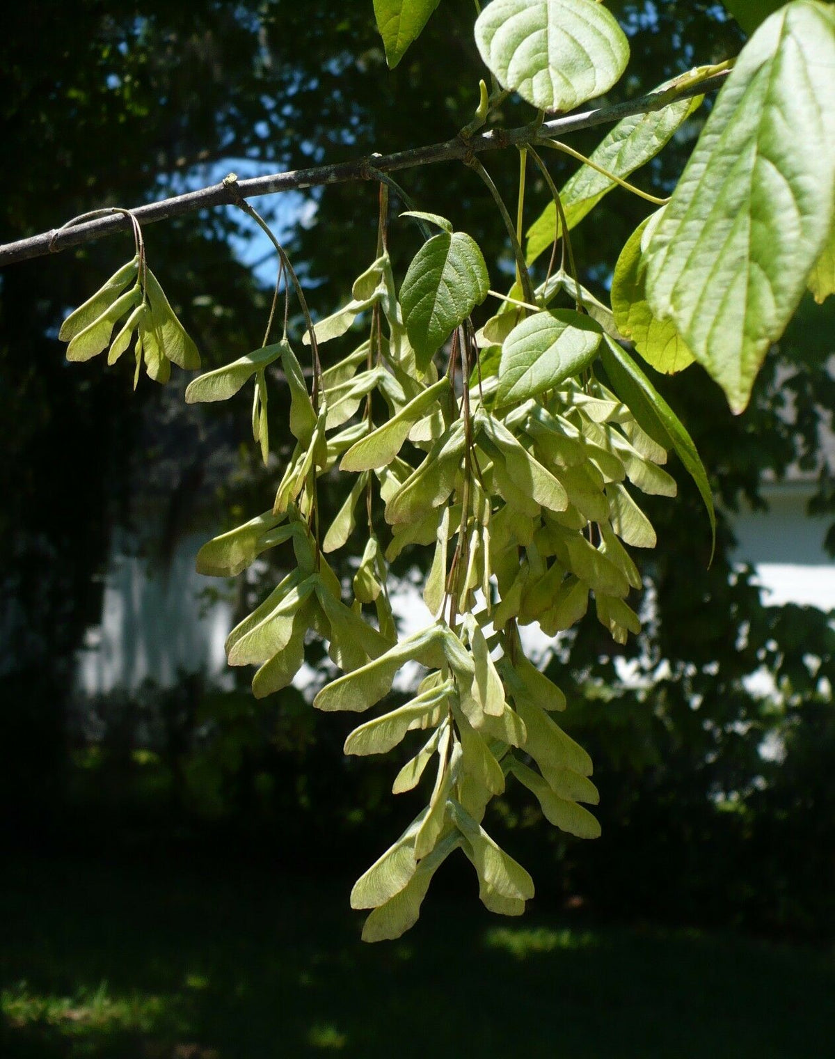 Boxelder Boxelder Acer negundo 10 Seeds – R&B Floridaseeds