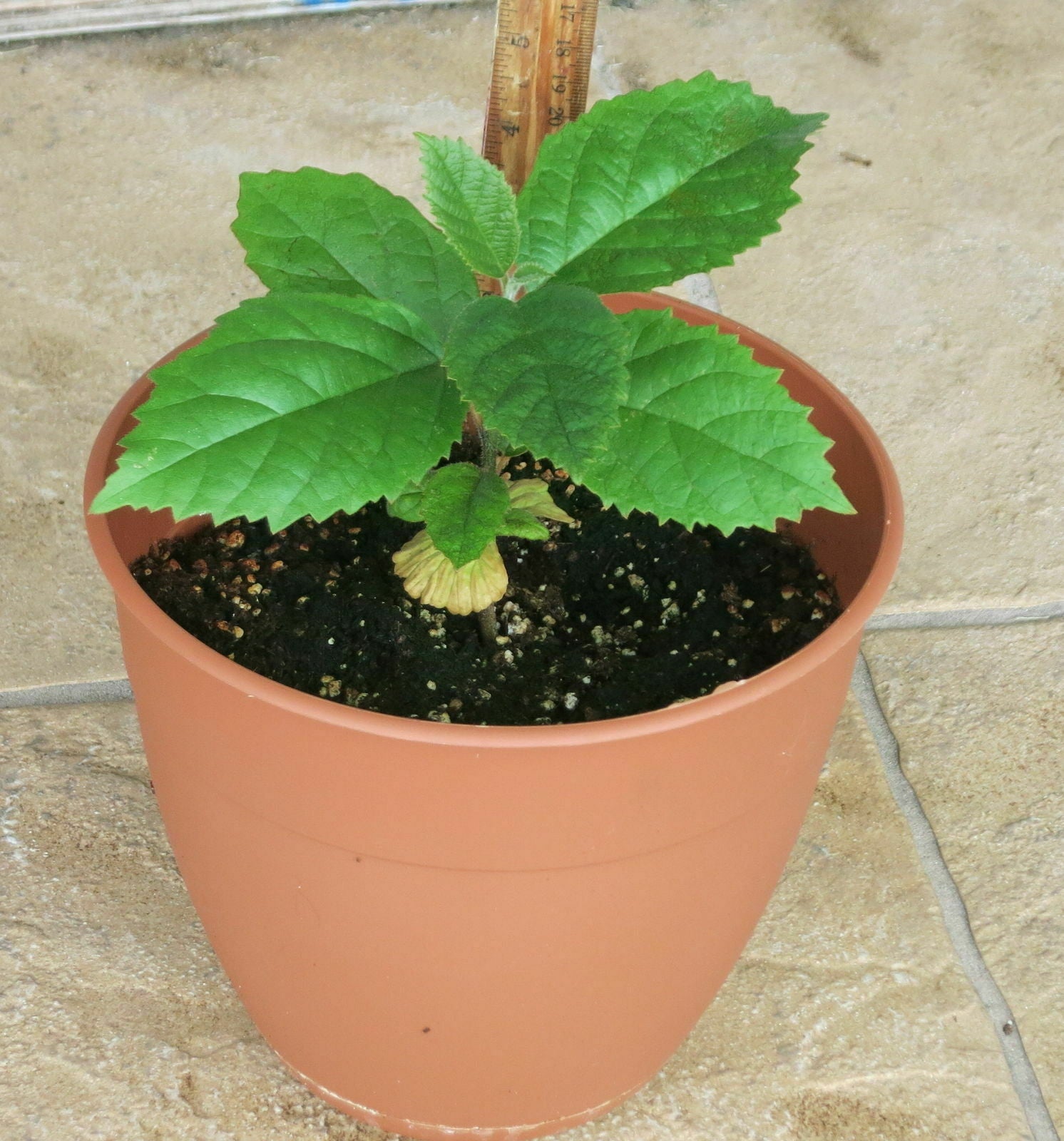 Geiger Tree Geranium Tree Cordia sebestena 20 Seeds – R&B Floridaseeds