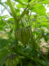 Load image into Gallery viewer, Cutleaf Ground Cherry Physalis angulata 20 Seeds