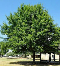 Load image into Gallery viewer, Water Oak Quercus nigra 20 Seeds
