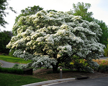 Load image into Gallery viewer, Chinese Fringe Tree Chionanthus retusus 20 Seeds