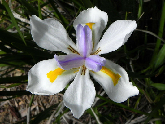Wild Iris Fairy Iris Dietes grandiflora 100 Seeds