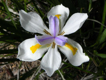 Load image into Gallery viewer, Wild Iris Fairy Iris Dietes grandiflora 20 Seeds