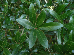 Laurel Oak Quercus laurifolia 20 Seeds