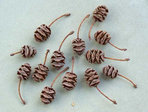 Dawn Redwood Metasequoia glyptostroboides 25 Cones