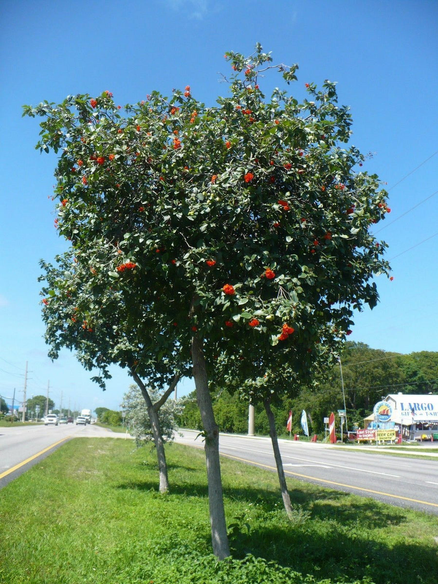 Geiger Tree Geranium Tree Cordia sebestena 20 Seeds – R&B Floridaseeds