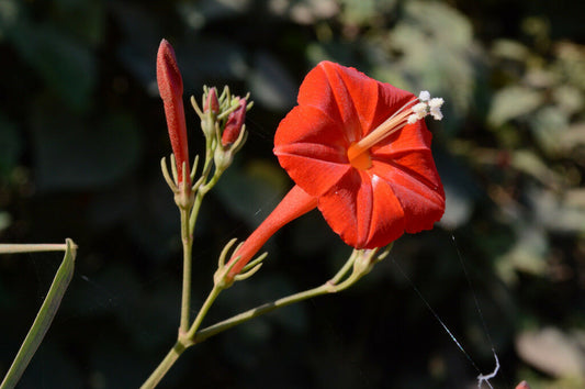 Scarlet Morning Glory  20 Seeds  Ipomoea coccinea