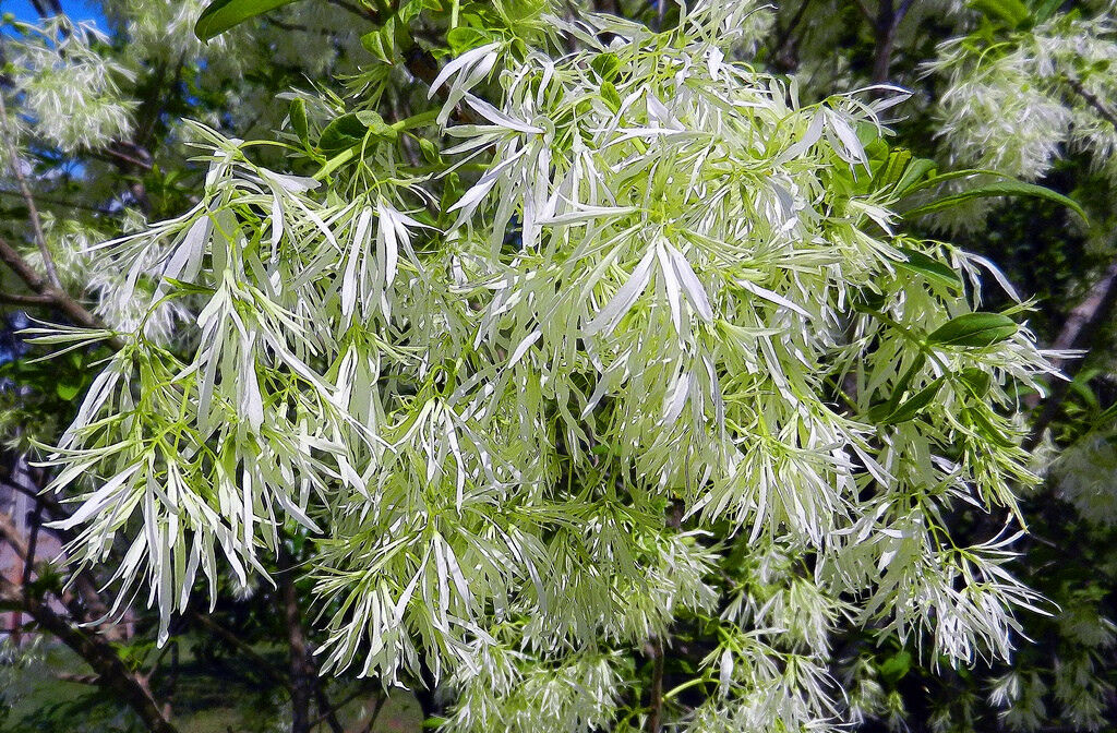 Fringe Tree Chionanthus virginicus 20 Seeds  USA Company