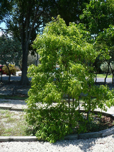 Willow Bustic Rare Dipholis salicifolia 10 Seeds
