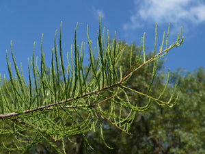 Pond Cypress Taxodium ascendens 10 Seeds