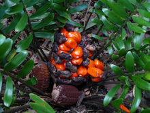 Load image into Gallery viewer, Coontie Cycad Zamia floridana 100 Seeds