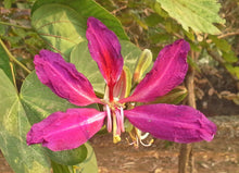 Load image into Gallery viewer, Purple Orchid Tree Bauhinia purpurea 20 Seeds