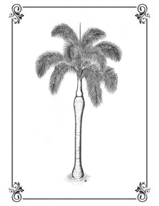 Royal Palm Roystonea regia Print