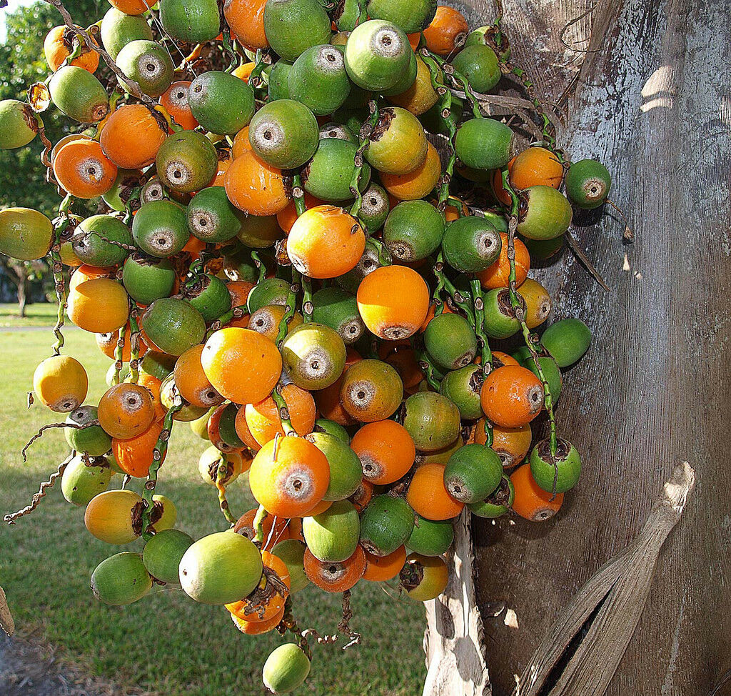 Cocos plumosa - Trees SA