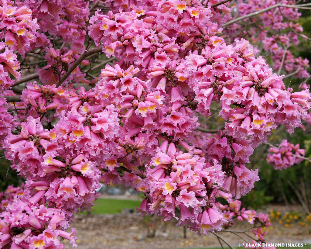 Rosy Trumpet Tree   10 Seeds   Tabebuia rosea
