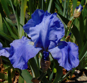Light Blue Iris Flower Photo Color Print