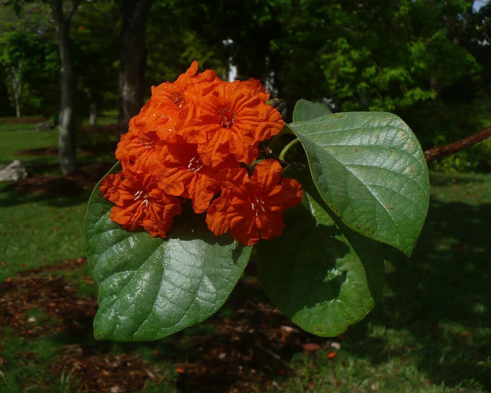 Geiger Tree Geranium Tree Cordia sebestena 20 Seeds – R&B Floridaseeds