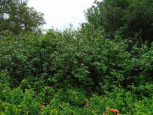 Load image into Gallery viewer, Strawberry Shrub Sweetshrub Calycanthus floridus 20 Seeds