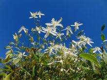 Load image into Gallery viewer, Sweet Autumn Clematis Clematis terniflora 20 Seeds