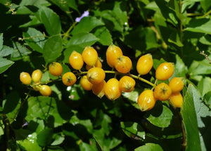 Golden Dewdrop Duranta erecta 20 Seeds