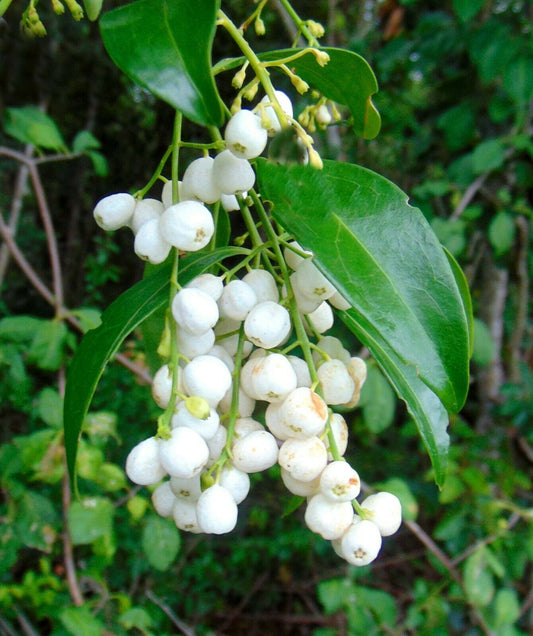 Snowberry Milkberry Chiococca alba 20 Seeds  USA Company