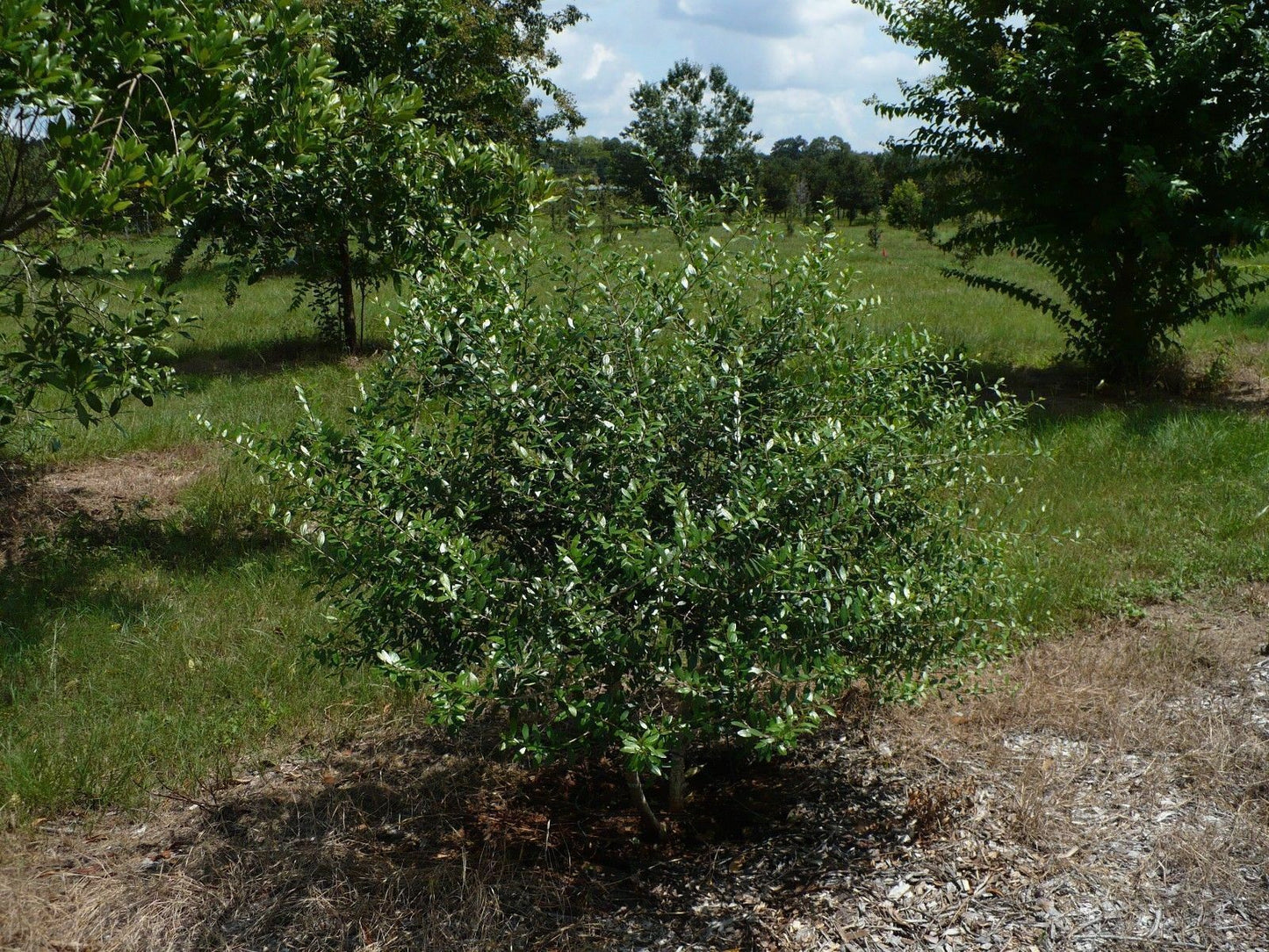 Florida Privet Forestiera segregata 20 Seeds  USA Company