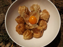 Load image into Gallery viewer, Cutleaf Ground Cherry Physalis angulata 20 Seeds
