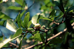 Water Oak Quercus nigra 20 Seeds