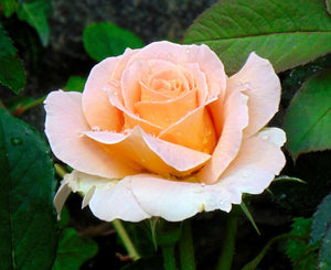 Rose Photograph Color Print