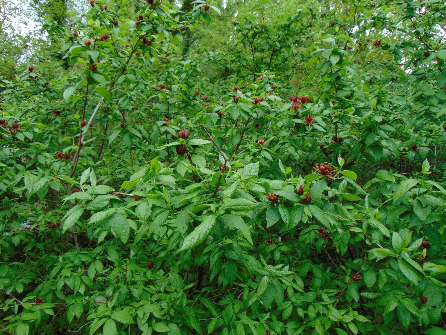 Strawberry Shrub Sweetshrub Calycanthus floridus 20 Seeds