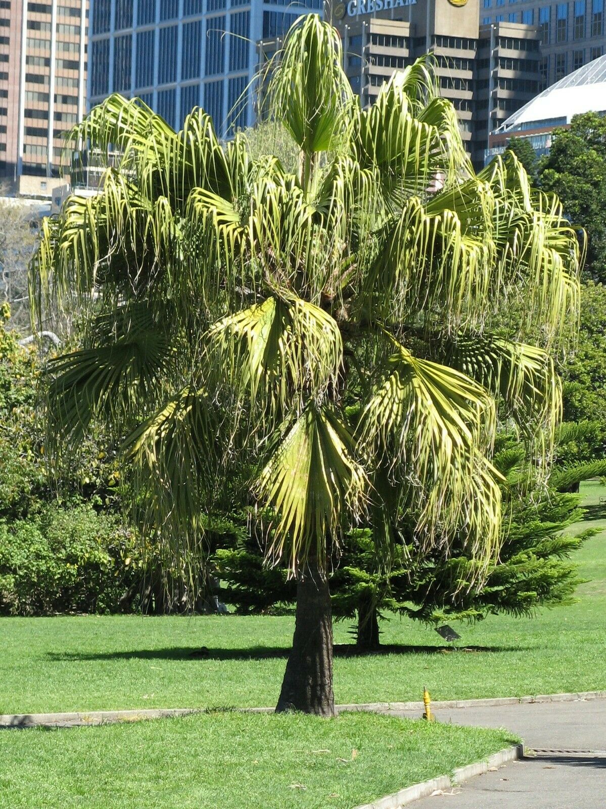 Chinese Fan Palm Fountain Palm Livistona chinensis 20 Seeds  USA Company