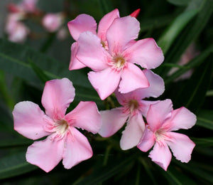 Light Pink Oleander Nerium oleander 20 Seeds