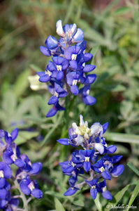 Texas Bluebonnet Lupinus texensis  50 Seeds