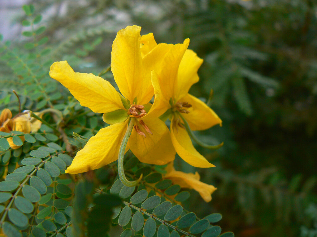 Desert Cassia Cassia polyphylla 50 Seeds  USA Company