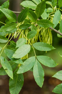 Green Ash Tree Fraxinus pennsylvanica 20 Seeds